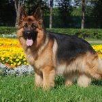 Антигельминтные препараты для собак: защита от паразитов и забота о здоровье